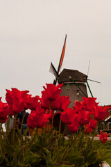 A concept photo showing the two signature icons of the Netherlands. In the front there are vibrant red colored traditional tulips and in the background, there is a old vintage windmill. 