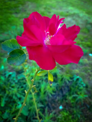 Obraz premium Pink Rose