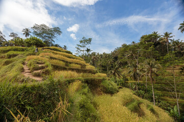 Fototapeta na wymiar Beautiful Green cascade rice fields on Bali island, Jatiluwih near Ubud, Indonesia