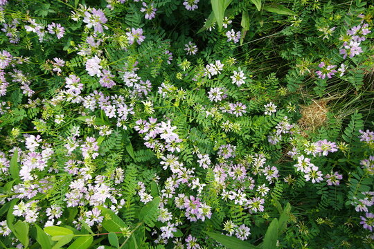 Wildflowers, Highbanks Metropark, River Bluff Section, Ohio