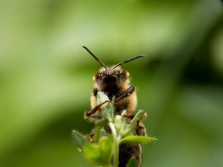 a bee on a plant