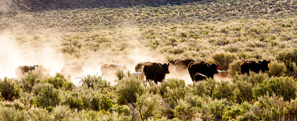 A herd of cattle cows with their calves,  moving through a cloud of dust in eastern Oregon desert...