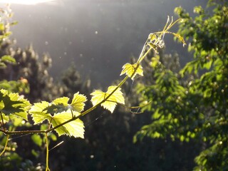 the leaves of the vine illuminated by the sun