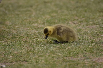 little goose