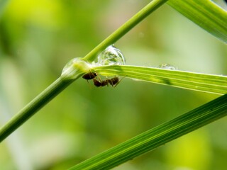ants and bugs on the grass and raindrops