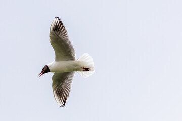 Gull over Great Kneighton Park