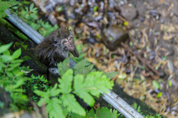 Wet monkey looking at the camera after taking a bath in a cold river. Concept of animal care, travel and wildlife observation.