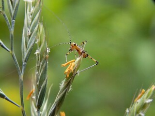 a small grasshopper on the grass