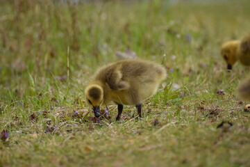 little goose