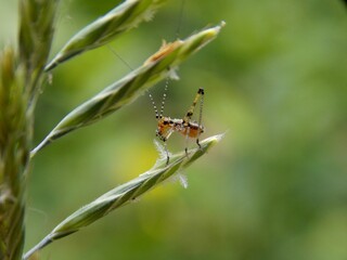 a small grasshopper on the grass