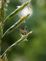 a small grasshopper on the grass