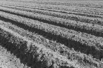 Ploghed Field in Cambridge