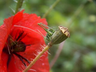 a small green grasshopper on a tulip