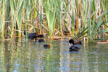 Young Coots with parents, Cambridg, UK