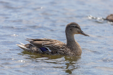 Young mallard in Cambridge UK
