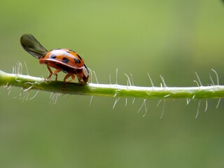 a red ladybug tries to fly