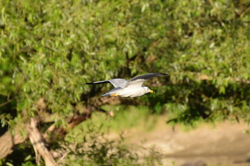 gull