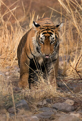Tigress T60 cub on the grasses, Ranthambore Tiger Reserve