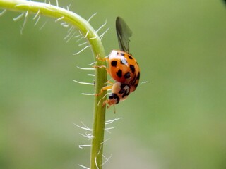 Obraz premium a red ladybug tries to fly