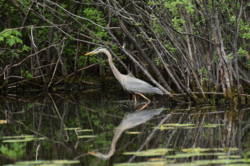 blue heron
