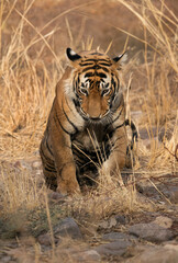 Tiger cub at Ranthambore Tiger Reserve