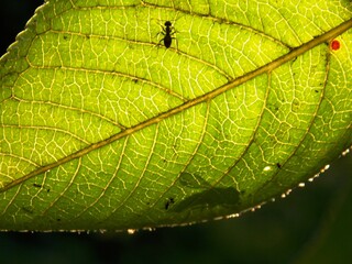 ant and wasp shadow on the leaf