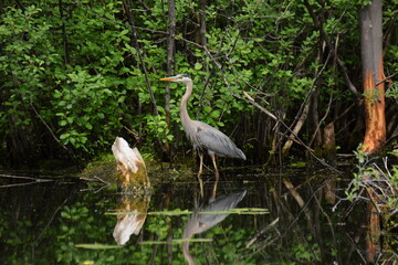 blue heron