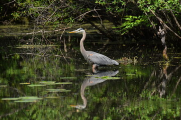 blue heron