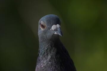 pigeon