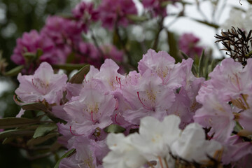 pink rhododendron