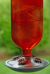 Humming Bird Feeder - A partially filled humming bird feeder with no birds in sight