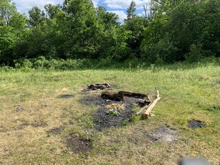 Bonfire. Stump in a beautiful pine forest in summerA tree in a forest