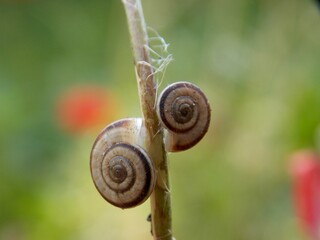two snails on one plant