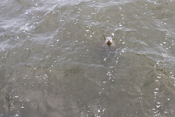 Curious Earless seal in the harbor © wollertz