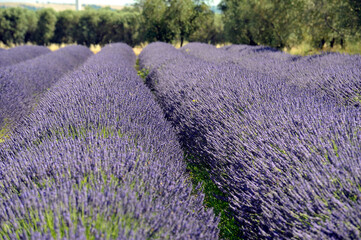 lavanda
