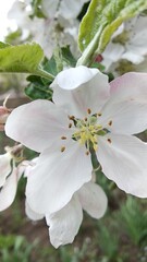 apple tree blossom