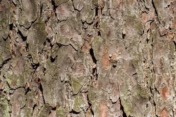 The surface of the bark of a pine tree covered with moss