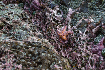 ochre sea stars in Oregon
