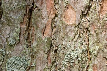 The surface of the bark of a pine tree covered with moss