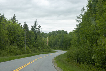 Road in Forest