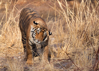 Fototapeta na wymiar Tiger shaking its head at Ranthambore Tiger Reserve