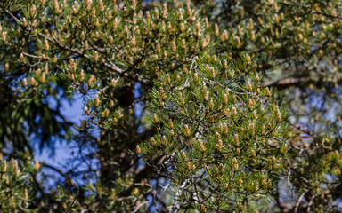 blue tit on tree