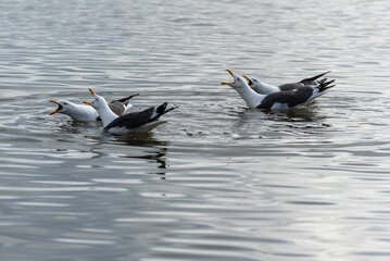 Seagulls on the water calling out