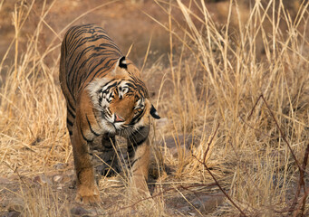 Fototapeta na wymiar Tiger shaking its head, Ranthambore Tiger Reserve