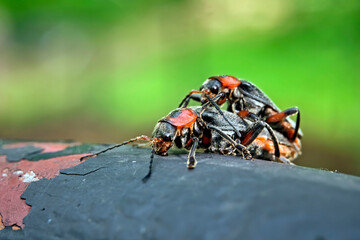 Gemeiner Weichkäfer ( Cantharis fusca ) bei der Paarung.