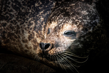 a common seal sunning itself