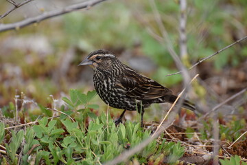 Fototapeta premium red-winged blackbird