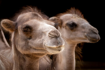 Fototapeta premium portrait of two camels