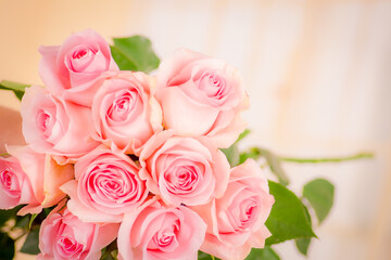 Fototapeta na wymiar Close up macro of Luciano roses variety, studio shot.
