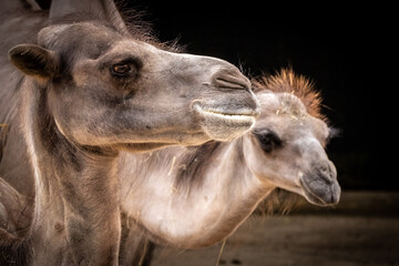 portrait of two camels